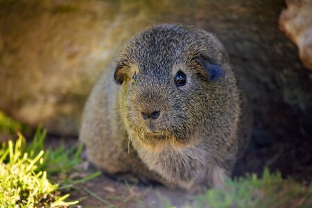 Black-cream-agouti wild life nature