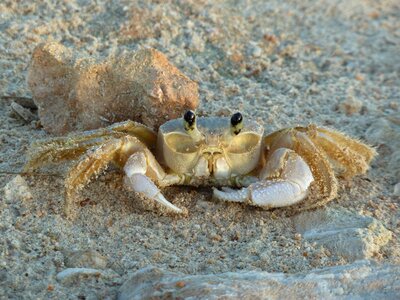 Animal exotic fauna