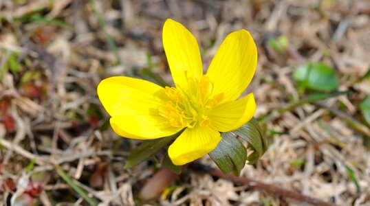 Beautiful Flowers biology blooming