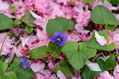 Ground petals pink