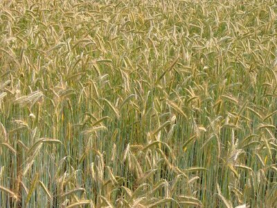 Summer agriculture harvest