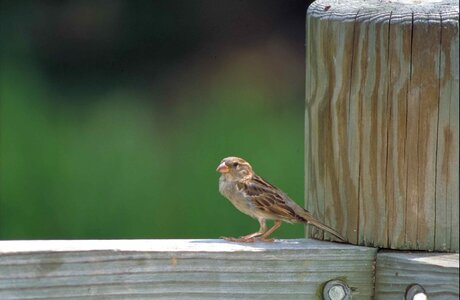 At Home bird passer photo