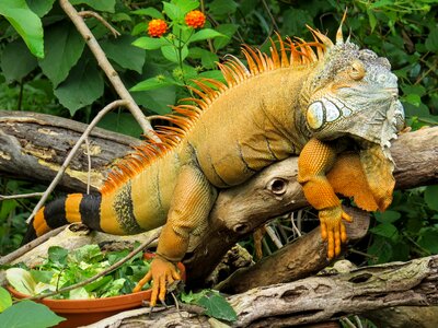 Dragon reptile zoo