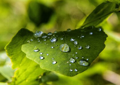 Plants rain drops forest