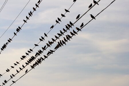 Birds Perched Wire photo