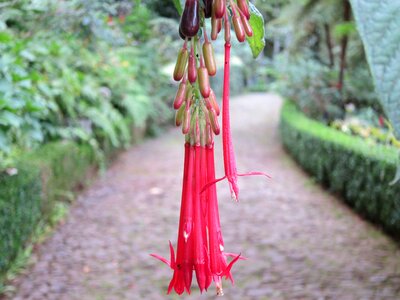 Floral bloom plant