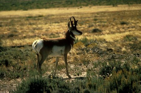 Antelope Antilocapra americana breeding photo