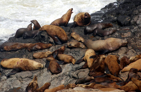 California Sea Lions photo