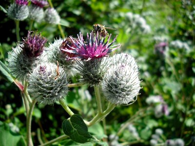 Flower insect summer photo