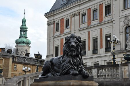 Lion pszczyna poland photo