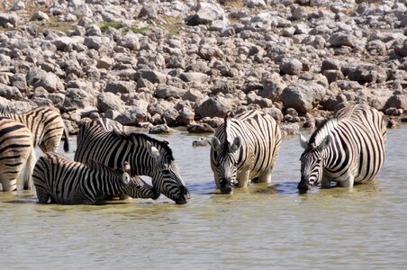 Watering hole animal africa photo