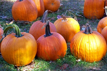 Halloween holiday celebration