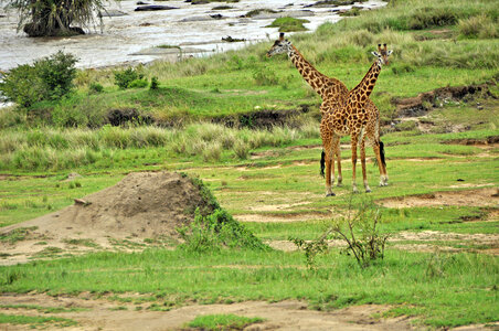 Giraffe