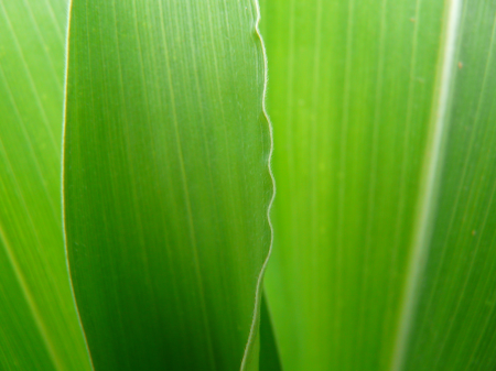 Macro detail corn cultivation