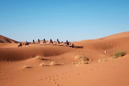 Caravan camels adventure photo