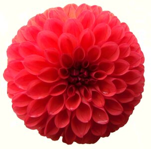Isolated petal blooming