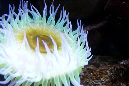 Anemone animal colorful