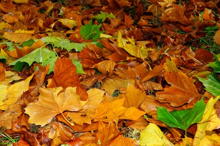 Fall color emerge november