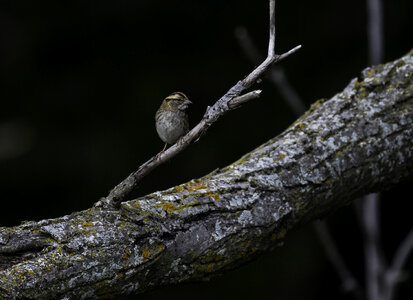 Small Bird standing on a branch photo