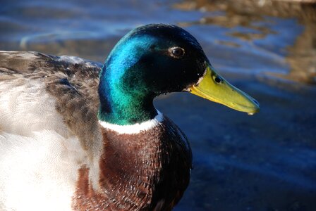 Bird waterfowl waterbird photo