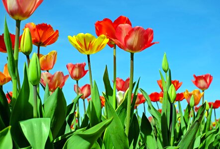 Beautiful Flowers bloom blooming