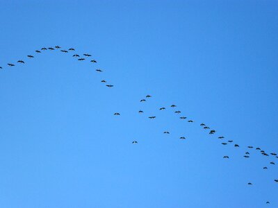 Migrate flight sky