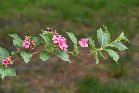 Branches green leaves pinkish photo