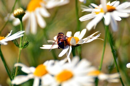 Bee daisy honey