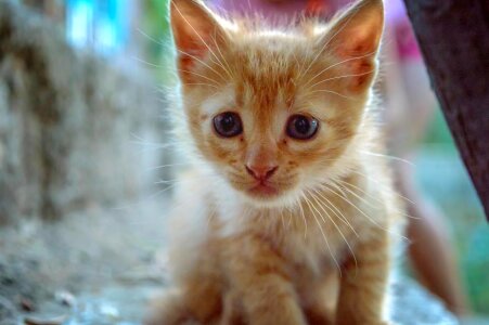 Animal animals cat