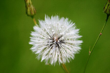 White nature seeds photo