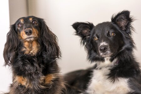 Beast border collie dog photo