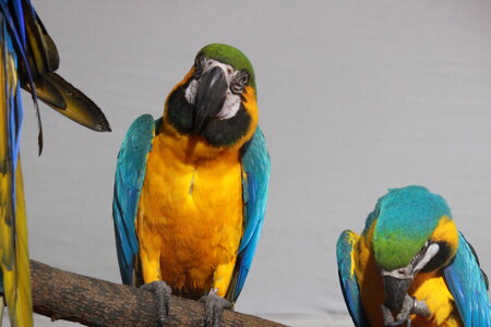 Blue And Yellow Macaw photo