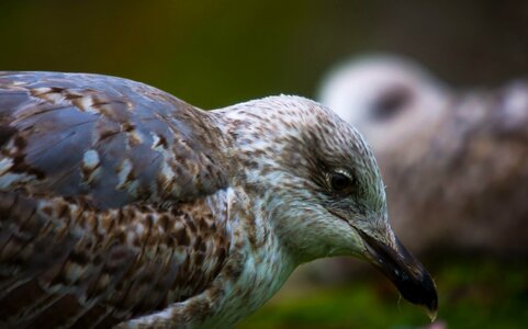 Animal avian beak photo