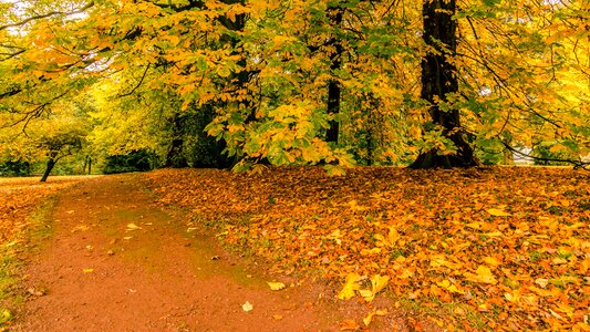 Autumn autumn season branch photo