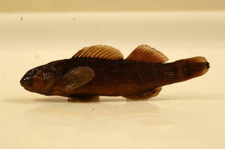Etheostoma camurum