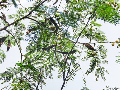 Branches and Leaves photo