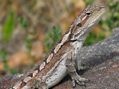 Fauna wild scales