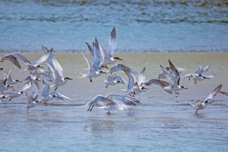Birds taking off in flight from the beach photo