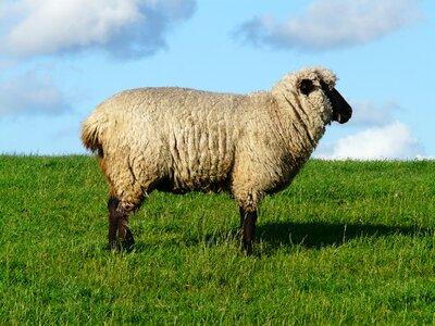 Wool rhön sheep dike photo