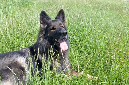 Fur tongue dog photo