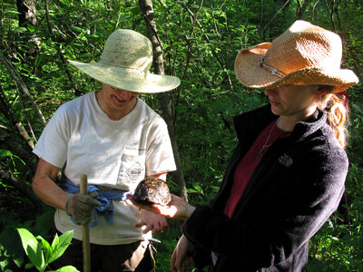 Examining a box turtle