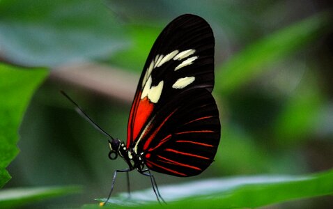 Animal black green