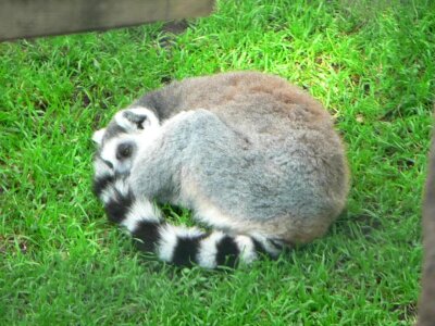 Grass Plants lemur sleeping photo