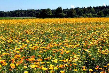 Landscape crop flowers photo