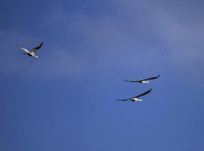 Three Cranes flying in the sky photo