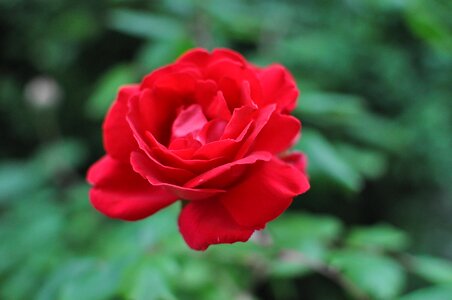 Rose red garden