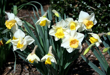 Nature easter season