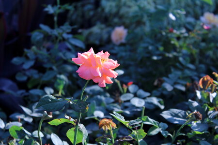 Flower In A Garden photo