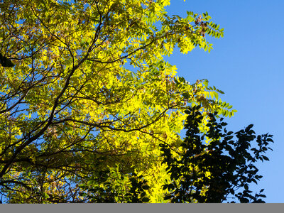 Leaves on Tree with Silhouette