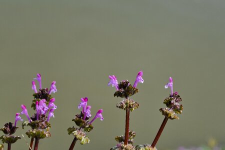 Garden nature pink